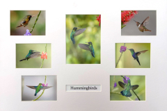 3rd - Bill-Hamilton, Hummingbirds 3rd - Bill-Hamilton, Hummingbirds
