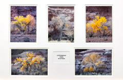 1st - Roger Care, Under Cottonwood Trees 1st - Roger Care, Under Cottonwood Trees