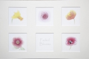 Peter North_Faded Blooms