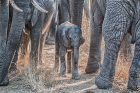 Protecting the newborn, Kruger National Park