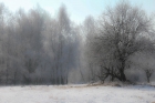 Winter Wonderland