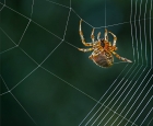 Webmaster