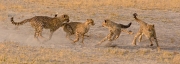 Ray Hewett_Cheetah Cubs Playing