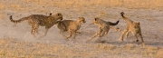 Ray Hewett_Cheetah Cubs Playing Ray Hewett_Cheetah Cubs Playing