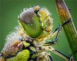 Ian-Tulloch_Dragonfly-with-Dewdrops