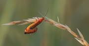 Jenny-Collier_Soldier-Beetles-Mating