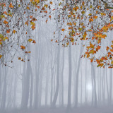 2nd - Peter North, Last Leaves 2nd - Peter North, Last Leaves