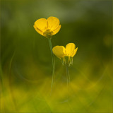 3rd - Theresa Penfound, Mellow Yellow 3rd - Theresa Penfound, Mellow Yellow
