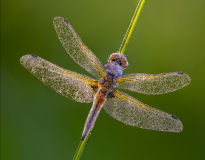 3rd-Ian-Tulloch_4-Spotted-Chaser-with-Dew