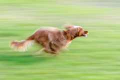 1st - Bill-Hamilton_Go-fetch