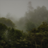 2nd - Stephen-DeHavilland_Scottish-forest