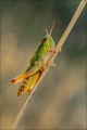 Jenny Collier_Meadow Grasshopper