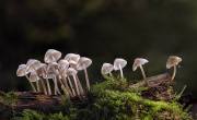 Keith-Truman_Mycena-Inclinata