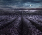 Moonrise-Over-Lavender
