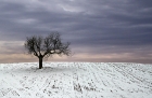 Peter North_Alone on the Hill