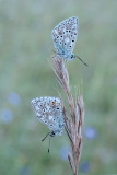 3rd - Andre Neves, The Old & Young Male Chalkhill Blues 3rd - Andre Neves, The Old & Young Male Chalkhill Blues