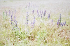1st - John McDowall, Vipers Bugloss 1st - John McDowall, Vipers Bugloss