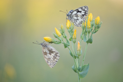 2nd-Andre-Neves_Marbled-White-Pair