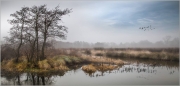 Mist-Clearing-Over-Winter-Wetland