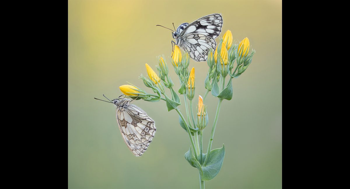 Andre Neves_Marbled White Pair (Copy)