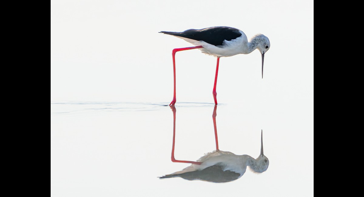 Bill Hamilton_Reflecting black-winged stilt (Copy)