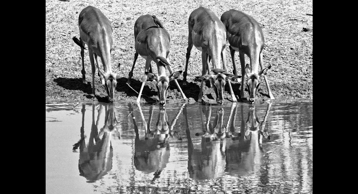 Dave Cole_Watering Hole (Copy)