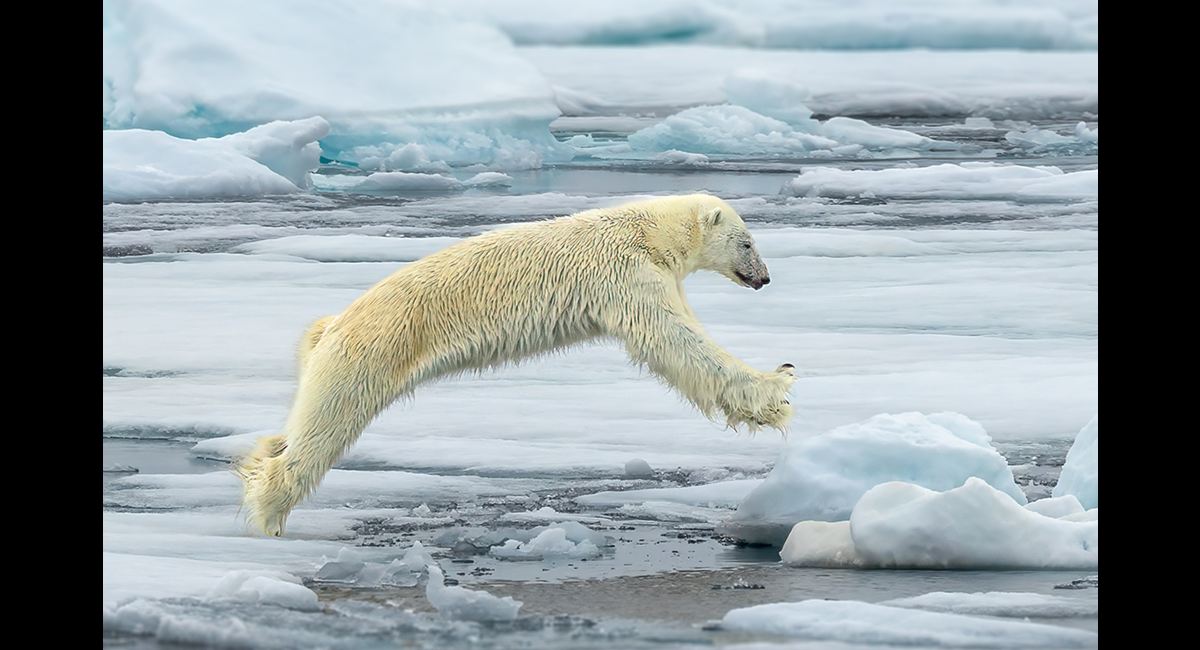 Ian Tulloch_Polar Bear Leaping (Copy)