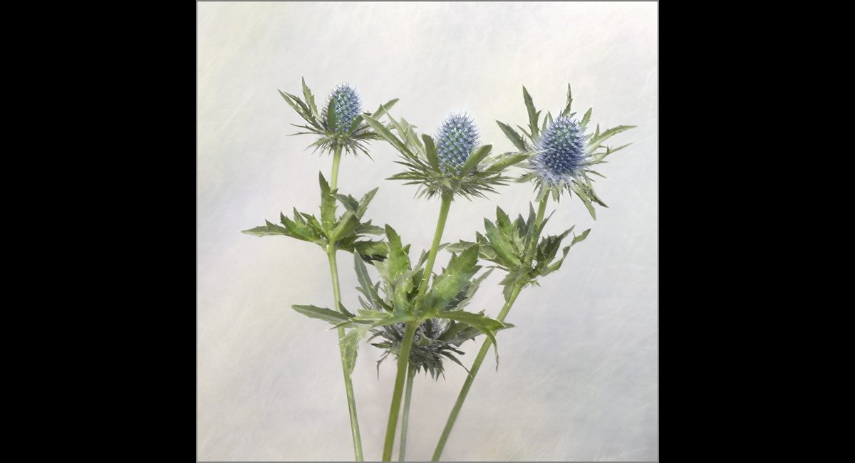 Keith Taylor_Sea Holly (Copy)