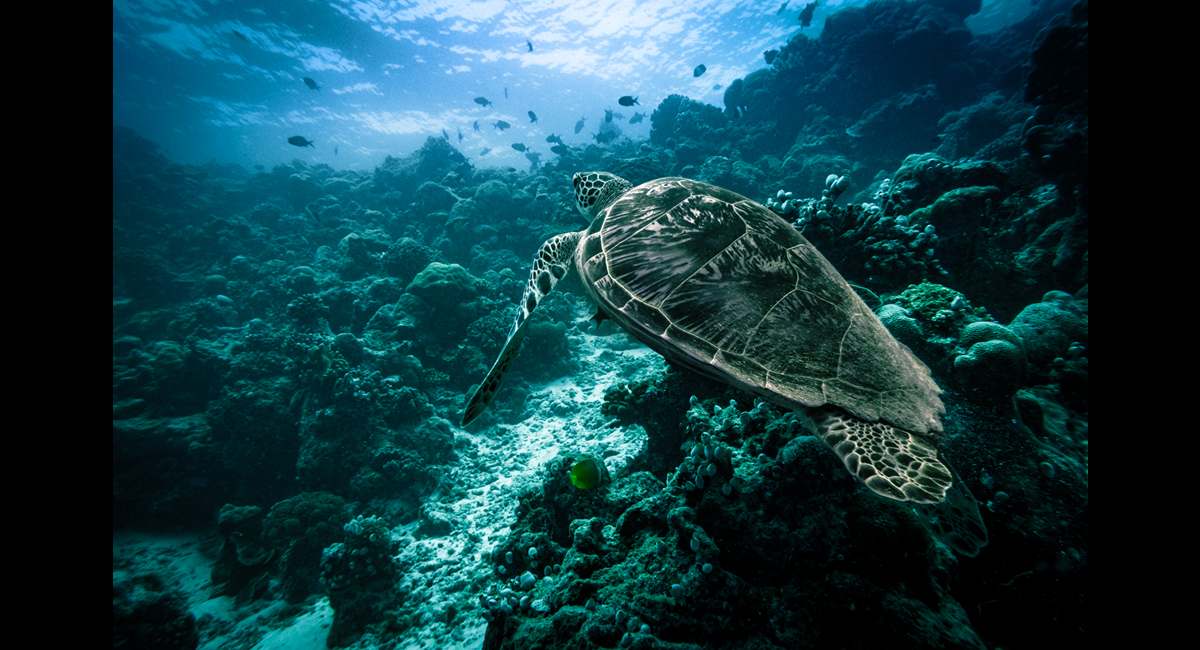 Marc Carmel_Hawksbill Launch (Copy)