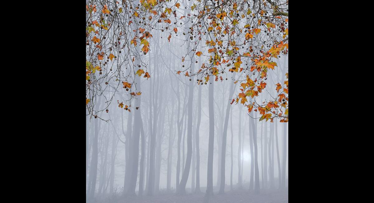 Peter North_Last Leaves (Copy)