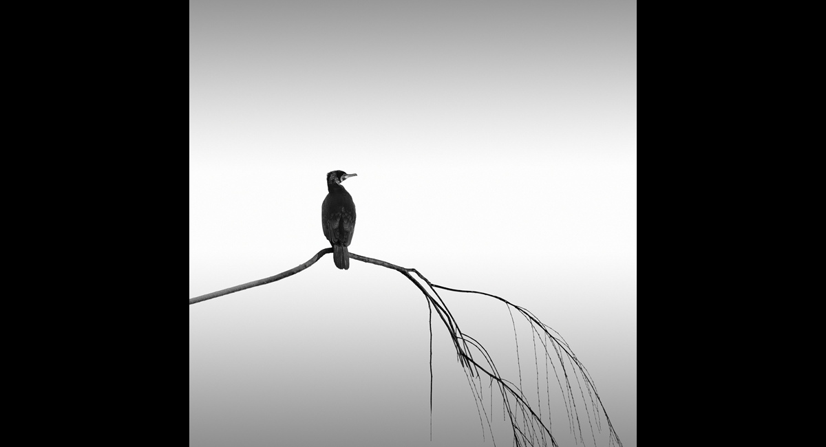 Stephen Dehavilland_Cormorant (Copy)