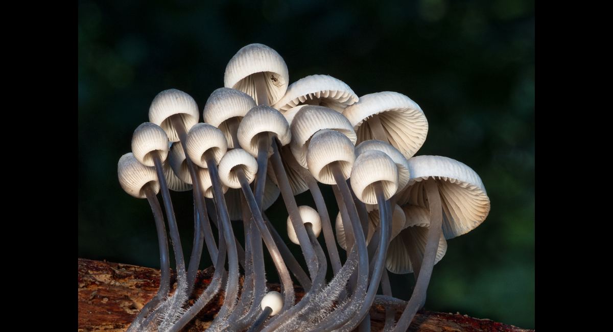 Steve Trevanion_A little ecosystem (Copy)